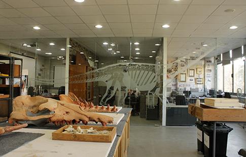 Virée dans le monde de la paléontologie