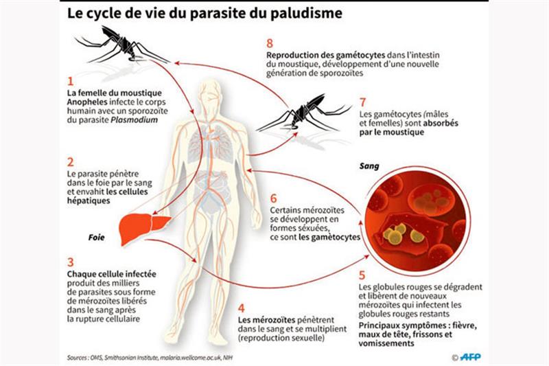 Paludisme : Innover pour sauver des vies