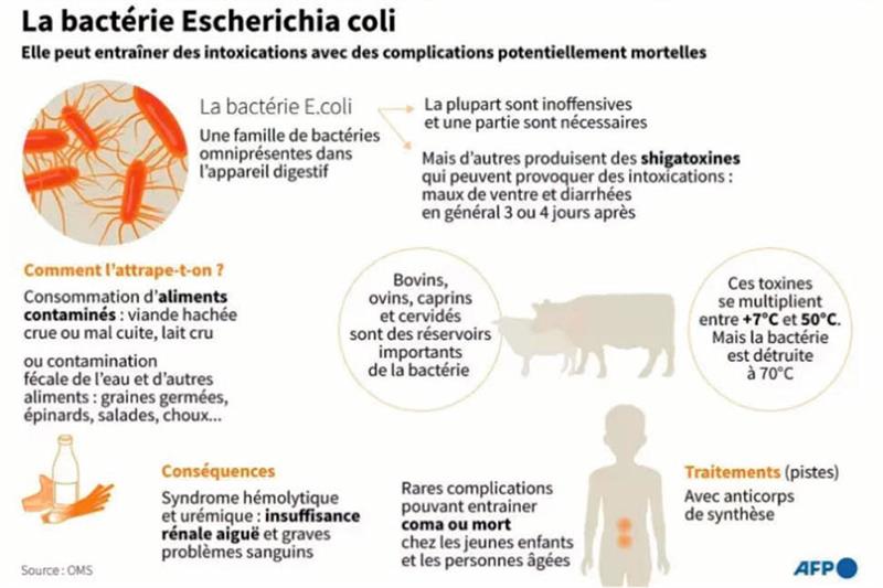 E. coli : Des cas rares mais des complications dangereuses