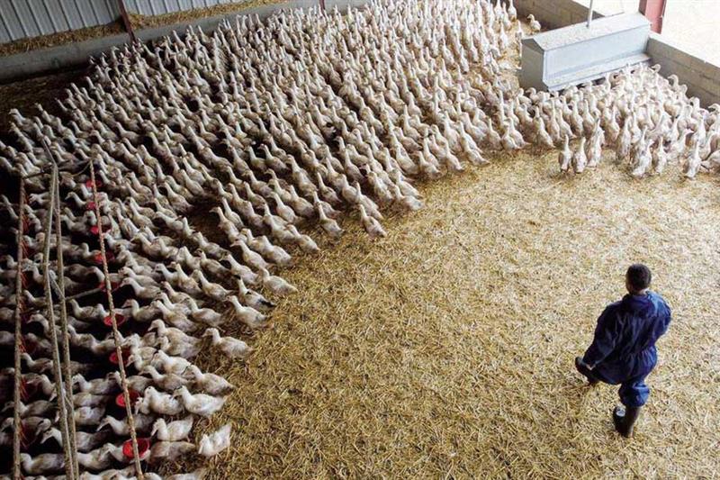 Grippe aviaire : L’OMS exprime sa préoccupation