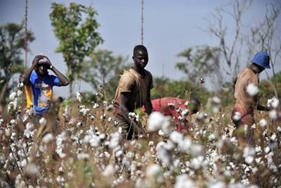 Appels à la conférence ministérielle de l'OMC pour sauver le coton africain